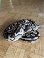 0.1 Python regius Pastel Phantom Yellow Belly
