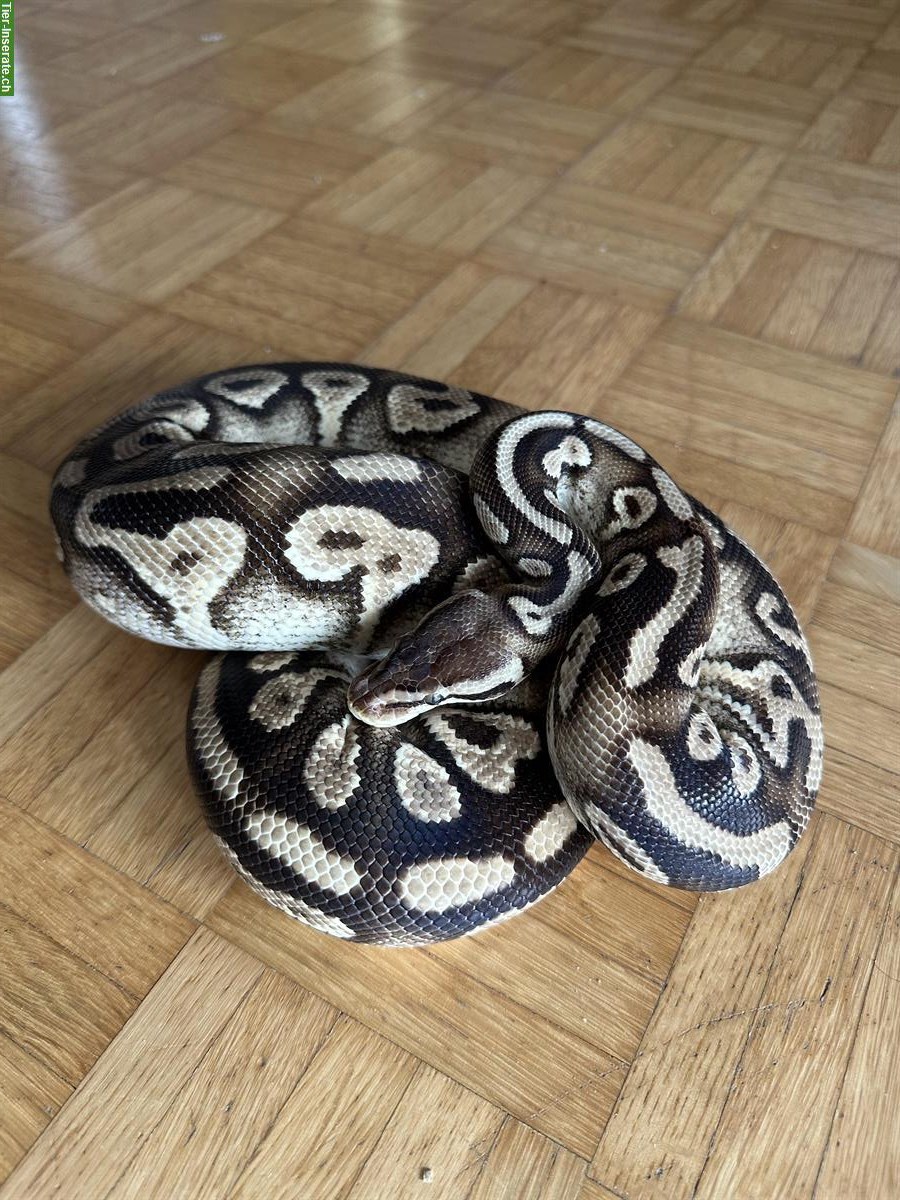 Bild 2: 0.1 Python regius Pastel Phantom Yellow Belly