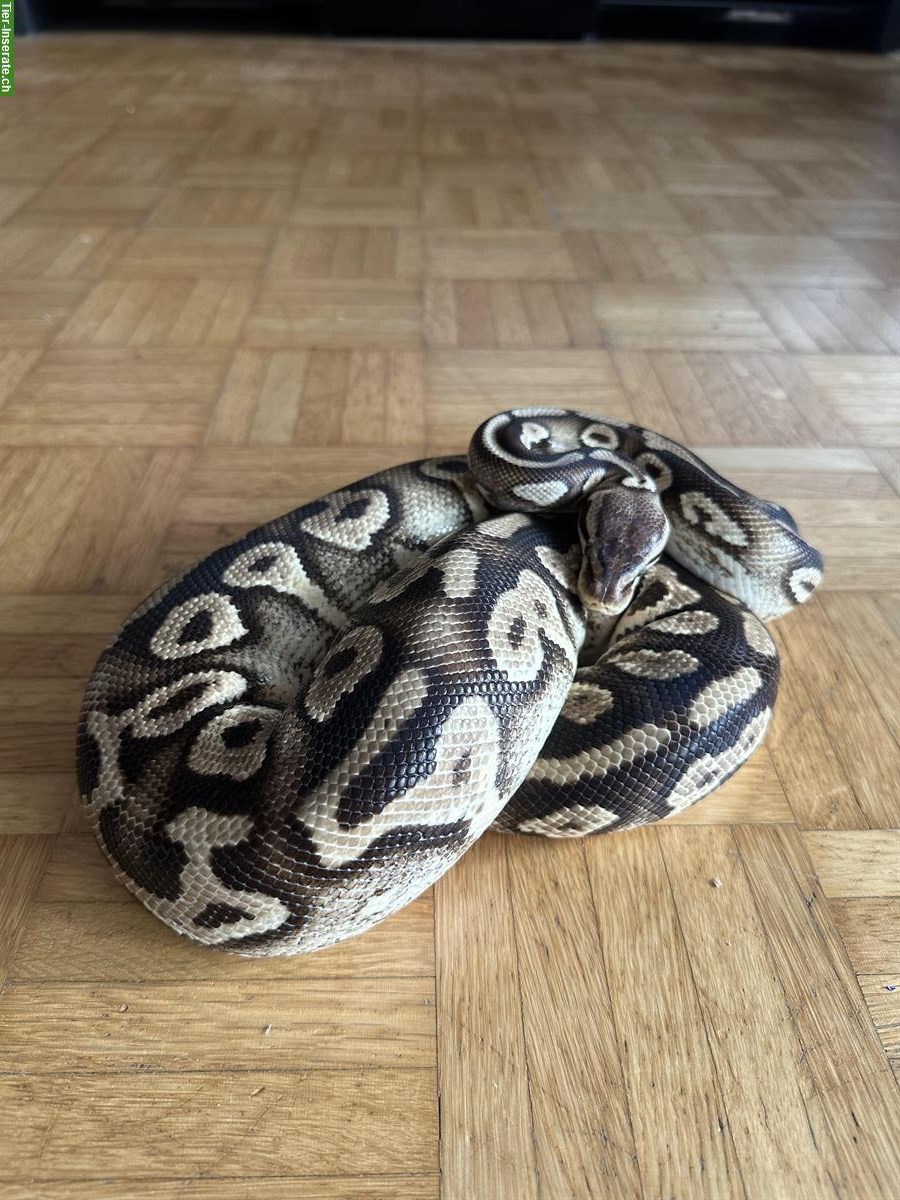 Bild 3: 0.1 Python regius Pastel Phantom Yellow Belly