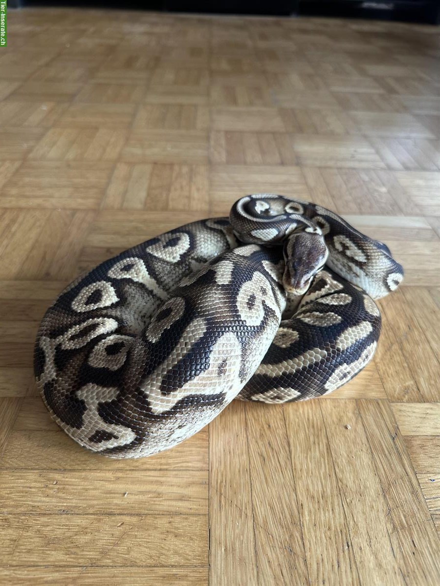 Bild 4: 0.1 Python regius Pastel Phantom Yellow Belly