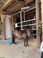 Pflegebeteiligung für Mini Shetty Wallach, Frauchwil BE