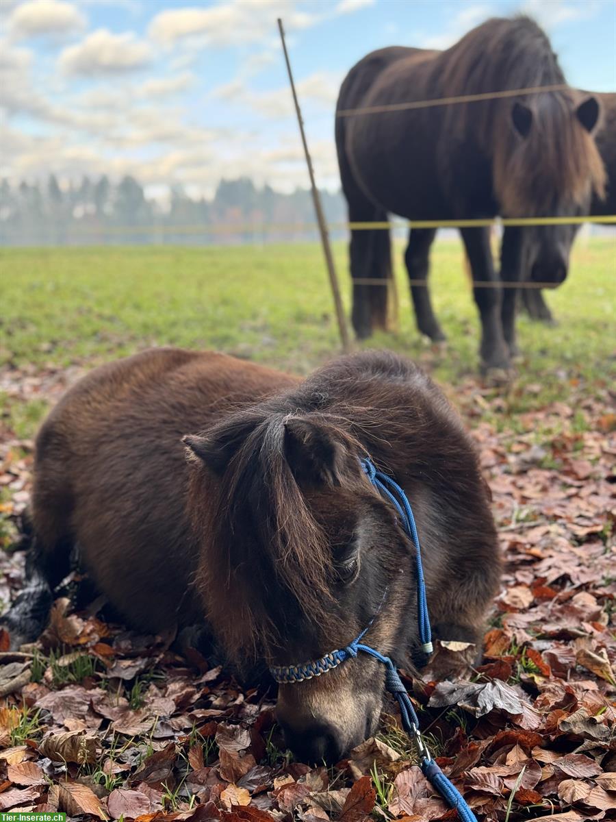 Bild 2: Pflegebeteiligung für Mini Shetty Wallach, Frauchwil BE