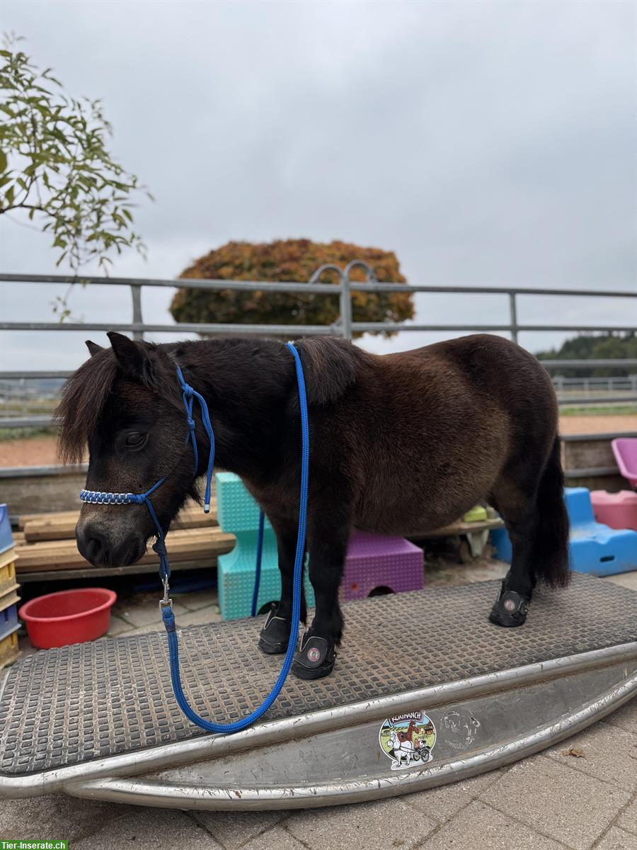 Bild 3: Pflegebeteiligung für Mini Shetty Wallach, Frauchwil BE