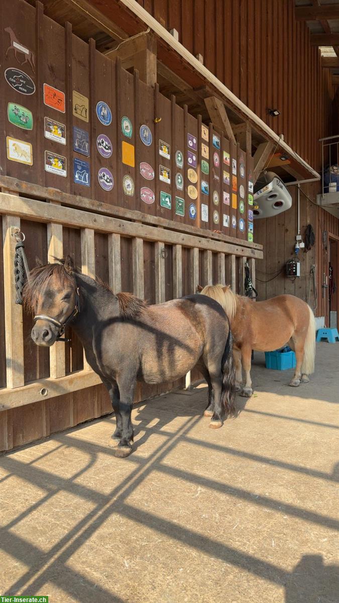 Bild 4: Pflegebeteiligung für Mini Shetty Wallach, Frauchwil BE