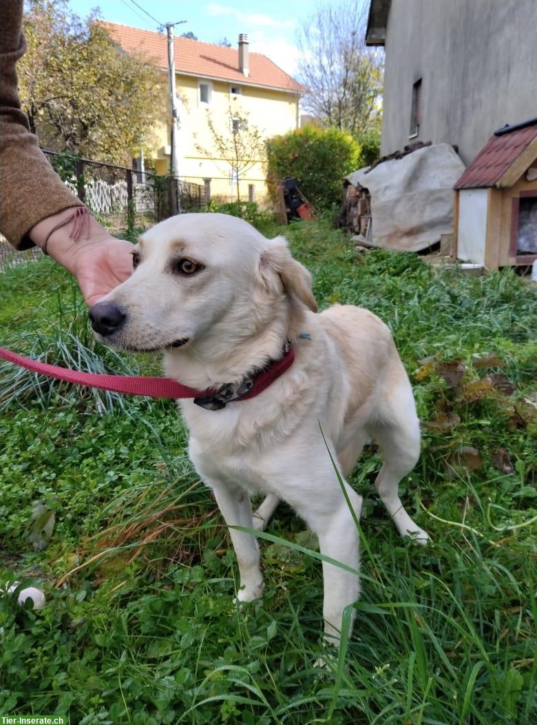 Einfühlsame Hündin sucht ein Zuhause oder vorübergehende Pflegestelle