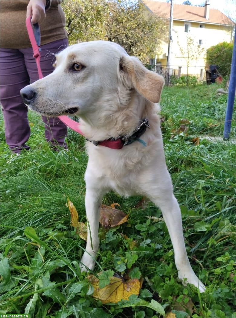 Bild 2: Einfühlsame Hündin sucht ein Zuhause oder vorübergehende Pflegestelle