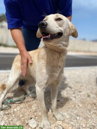Bild 3: Einfühlsame Hündin sucht ein Zuhause oder vorübergehende Pflegestelle