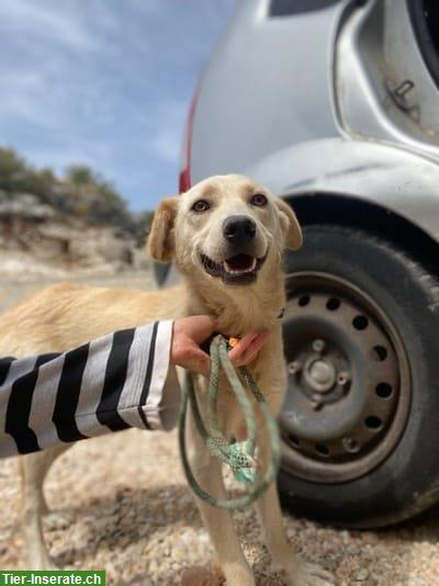 Bild 4: Einfühlsame Hündin sucht ein Zuhause oder vorübergehende Pflegestelle