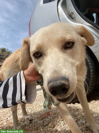 Bild 5: Einfühlsame Hündin sucht ein Zuhause oder vorübergehende Pflegestelle