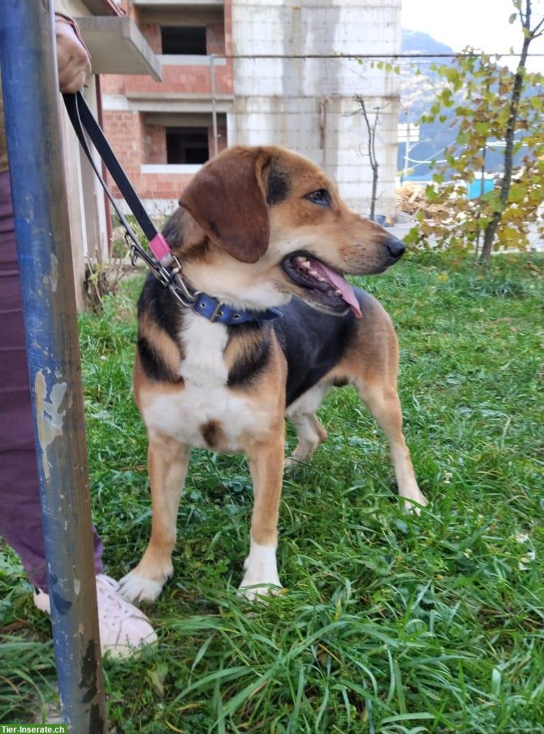 Fröhlicher Rüde sucht Zuhause oder vorübergehende Pflegestelle