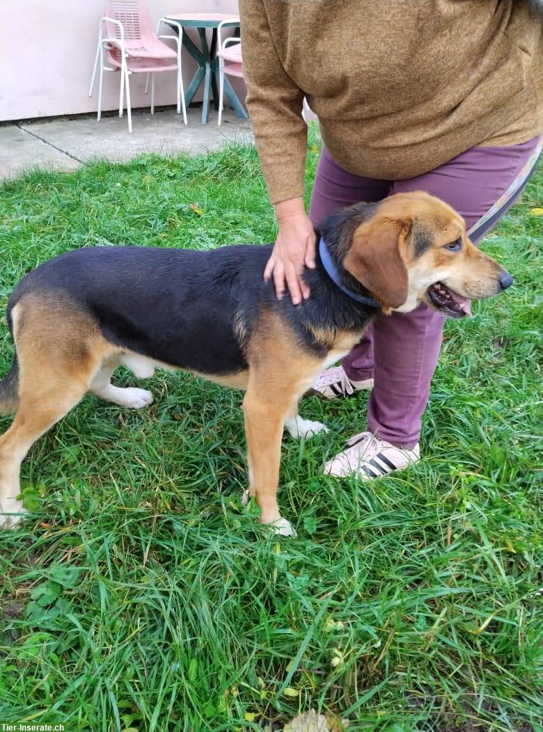 Bild 2: Fröhlicher Rüde sucht Zuhause oder vorübergehende Pflegestelle