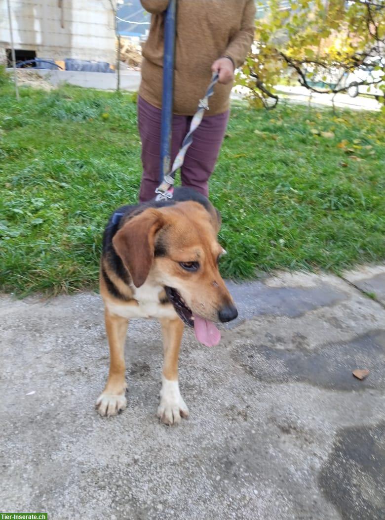 Bild 3: Fröhlicher Rüde sucht Zuhause oder vorübergehende Pflegestelle