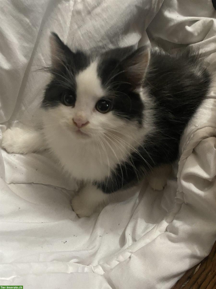 5 niedliche Kätzchen, Männchen und Weibchen