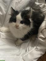 5 niedliche Kätzchen, Männchen und Weibchen