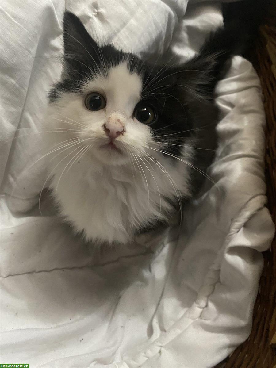 Bild 2: 5 niedliche Kätzchen, Männchen und Weibchen