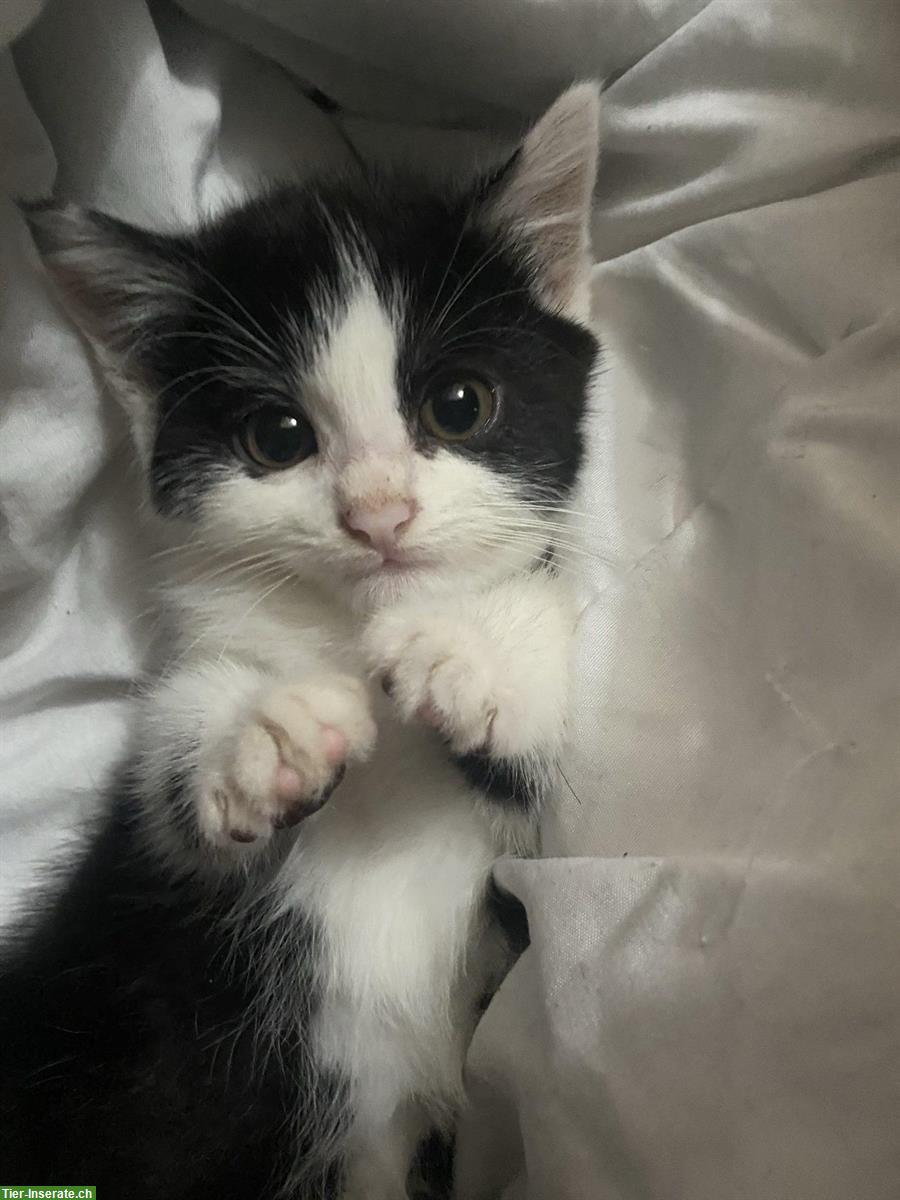 Bild 3: 5 niedliche Kätzchen, Männchen und Weibchen