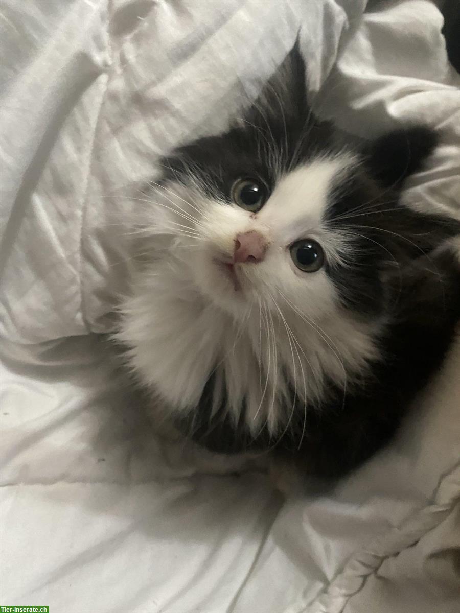 Bild 4: 5 niedliche Kätzchen, Männchen und Weibchen