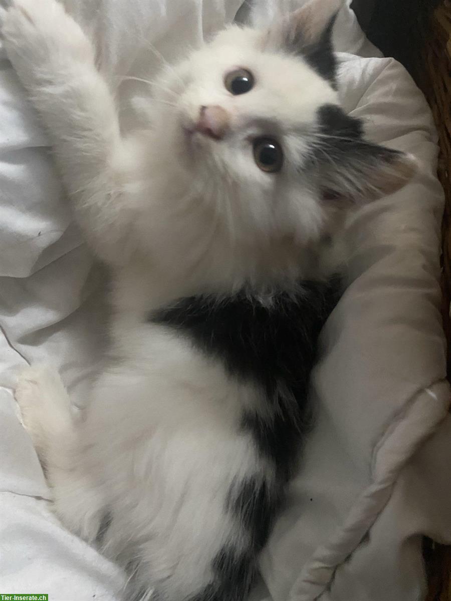 Bild 5: 5 niedliche Kätzchen, Männchen und Weibchen