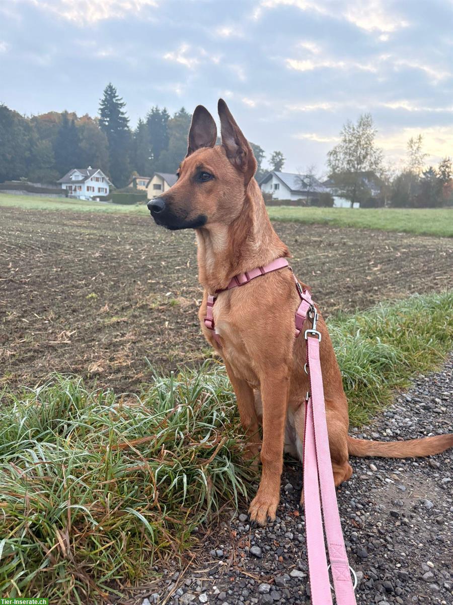 Belgische Schäferhund Mischlingshündin, 8 Monate alt