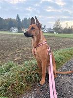 Belgische Schäferhund Mischlingshündin, 8 Monate alt