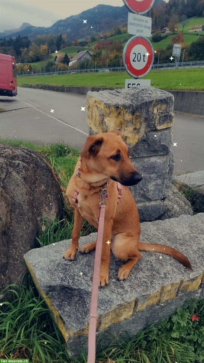 Bild 2: Belgische Schäferhund Mischlingshündin, 8 Monate alt