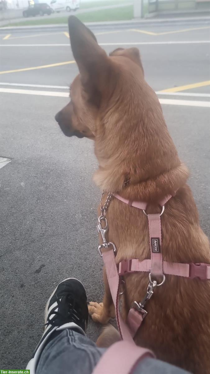 Bild 3: Belgische Schäferhund Mischlingshündin, 8 Monate alt