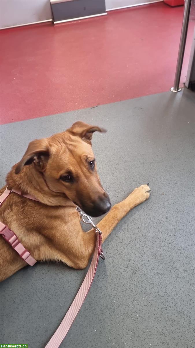 Bild 4: Belgische Schäferhund Mischlingshündin, 8 Monate alt