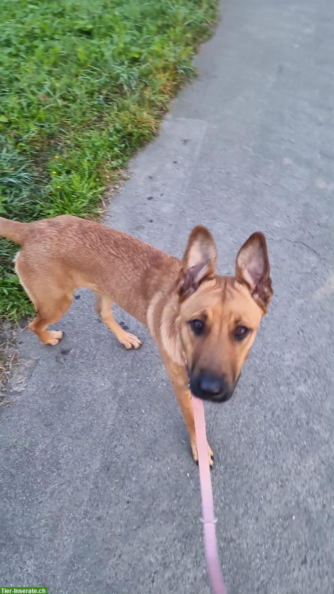 Bild 5: Belgische Schäferhund Mischlingshündin, 8 Monate alt