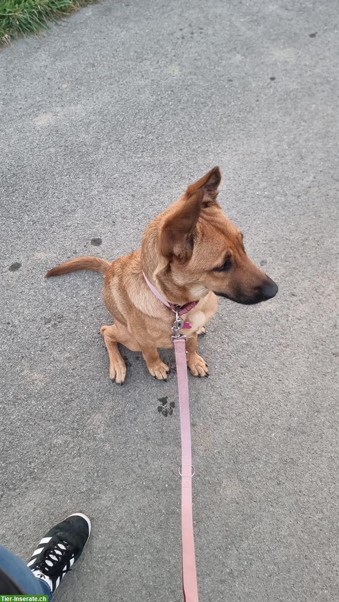 Bild 6: Belgische Schäferhund Mischlingshündin, 8 Monate alt