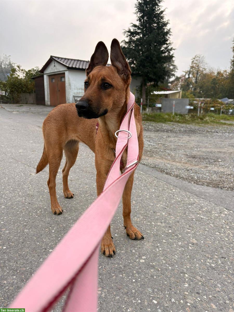 Bild 7: Belgische Schäferhund Mischlingshündin, 8 Monate alt