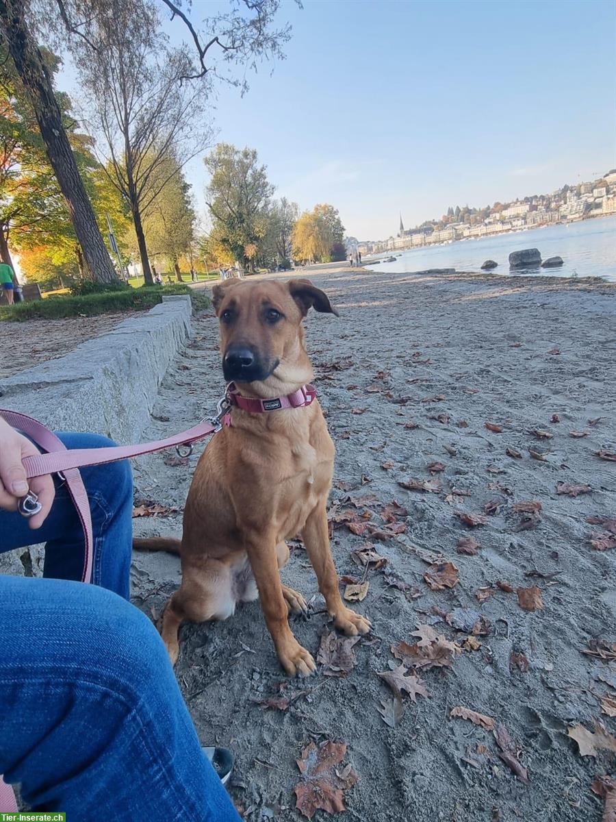 Bild 8: Belgische Schäferhund Mischlingshündin, 8 Monate alt