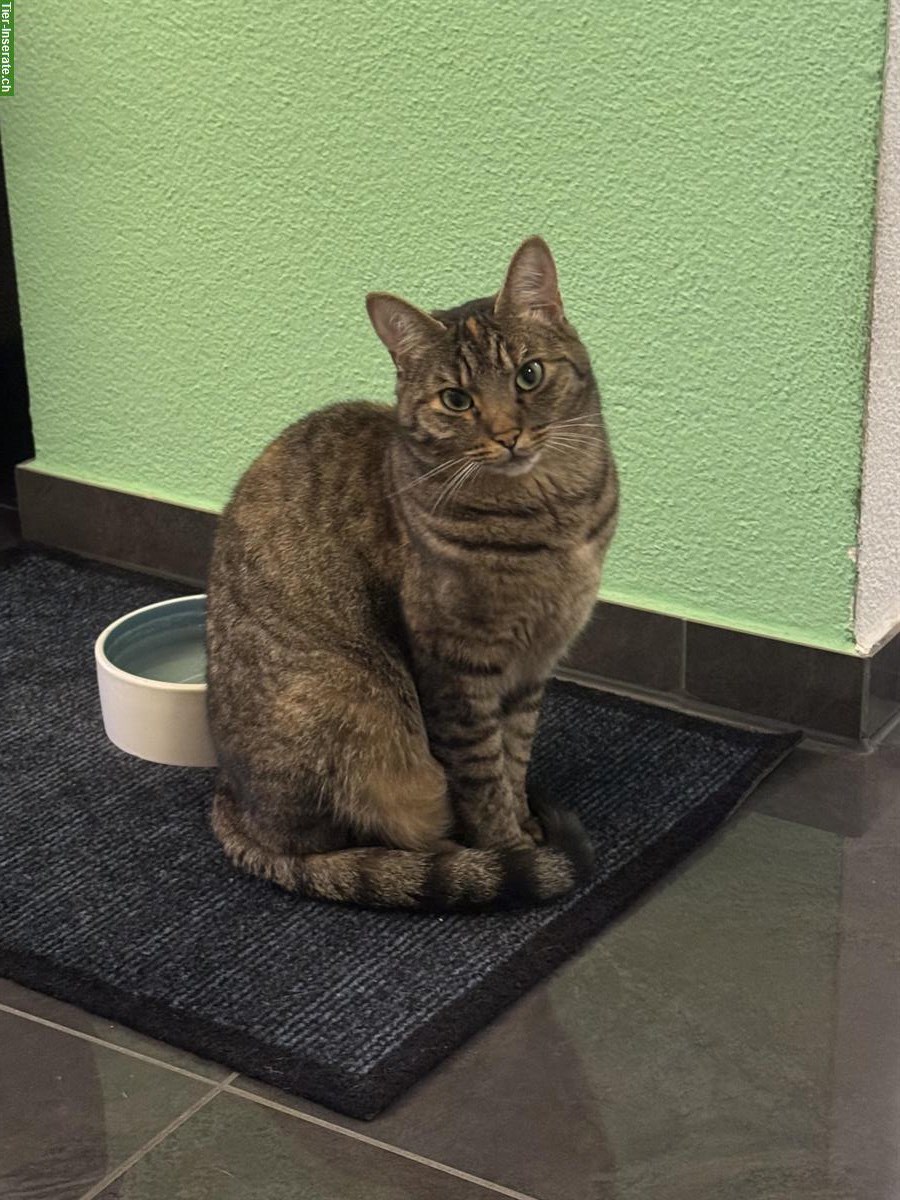 3-jährige Katze Luna suecht es neus dihei