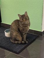 3-jährige Katze Luna suecht es neus dihei