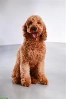 Goldendoodle F1b Mini Hündin mit Papieren, 2-jährig