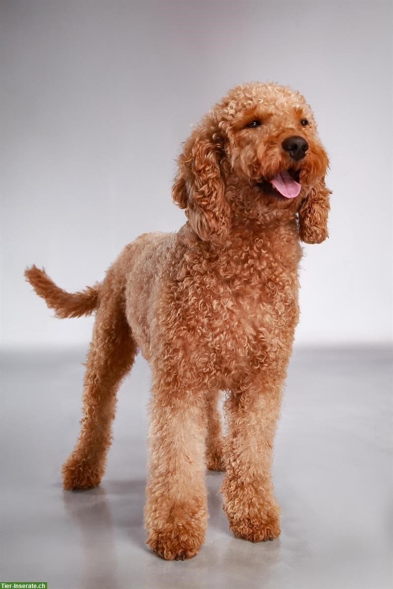 Bild 2: Goldendoodle F1b Mini Hündin mit Papieren, 2-jährig