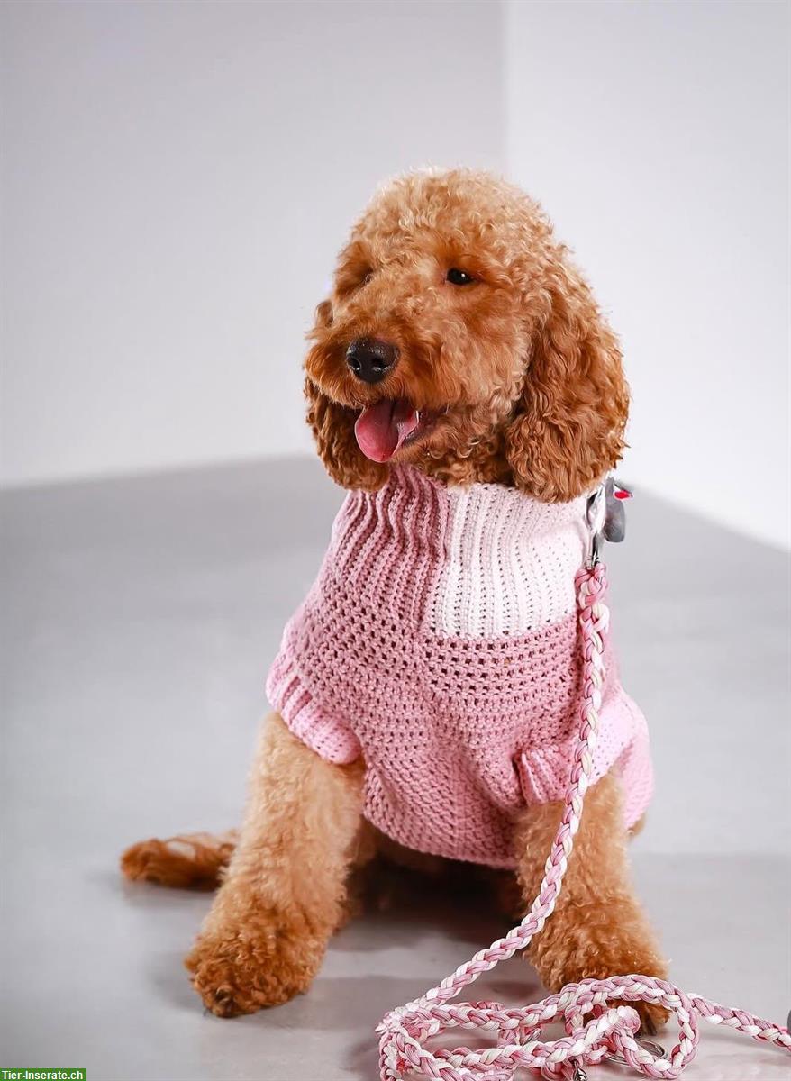 Bild 3: Goldendoodle F1b Mini Hündin mit Papieren, 2-jährig