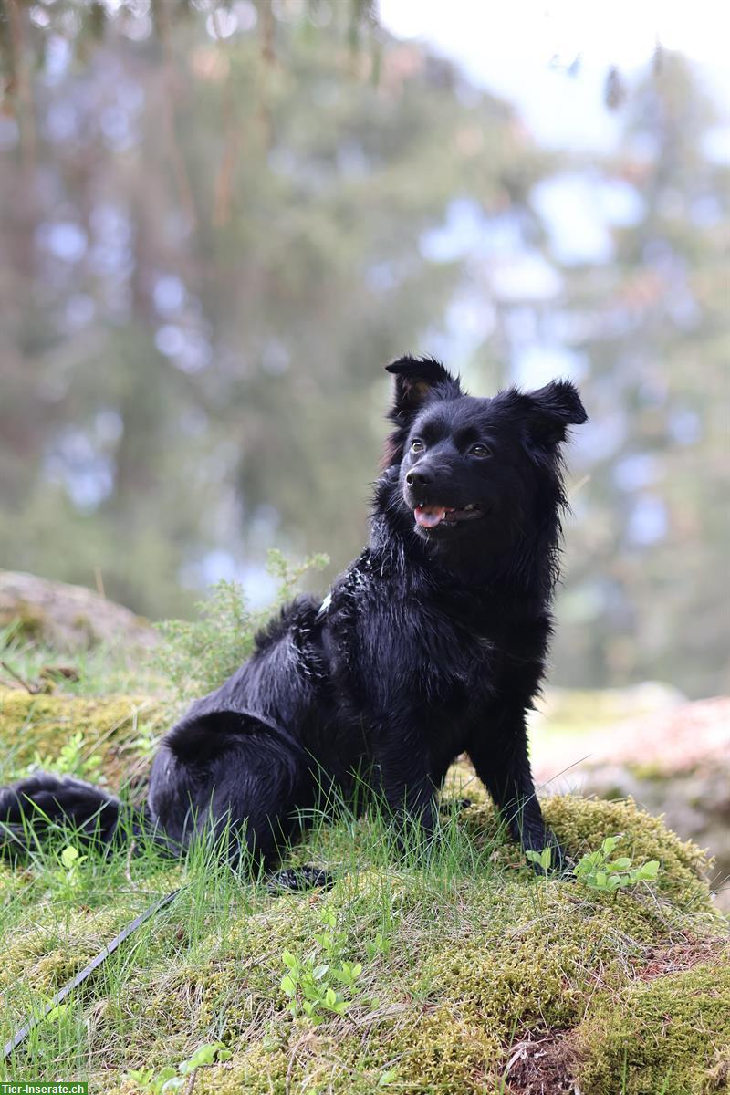 Wunderschöne 1-jährige Aussie Hündin sucht neues Zuhause