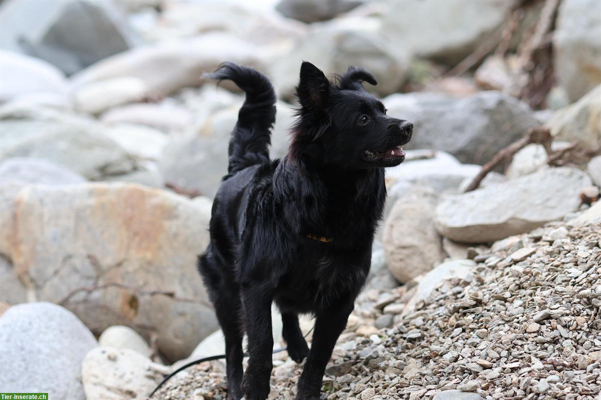 Bild 2: Wunderschöne 1-jährige Aussie Hündin sucht neues Zuhause