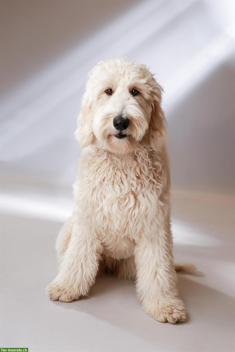 Goldendoodle F1 Standard Hündin, 3-jährig mit Papieren