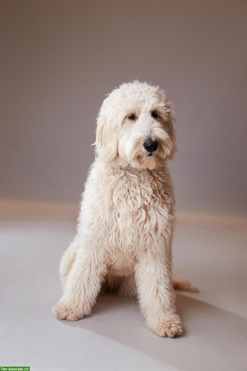 Bild 2: Goldendoodle F1 Standard Hündin, 3-jährig mit Papieren