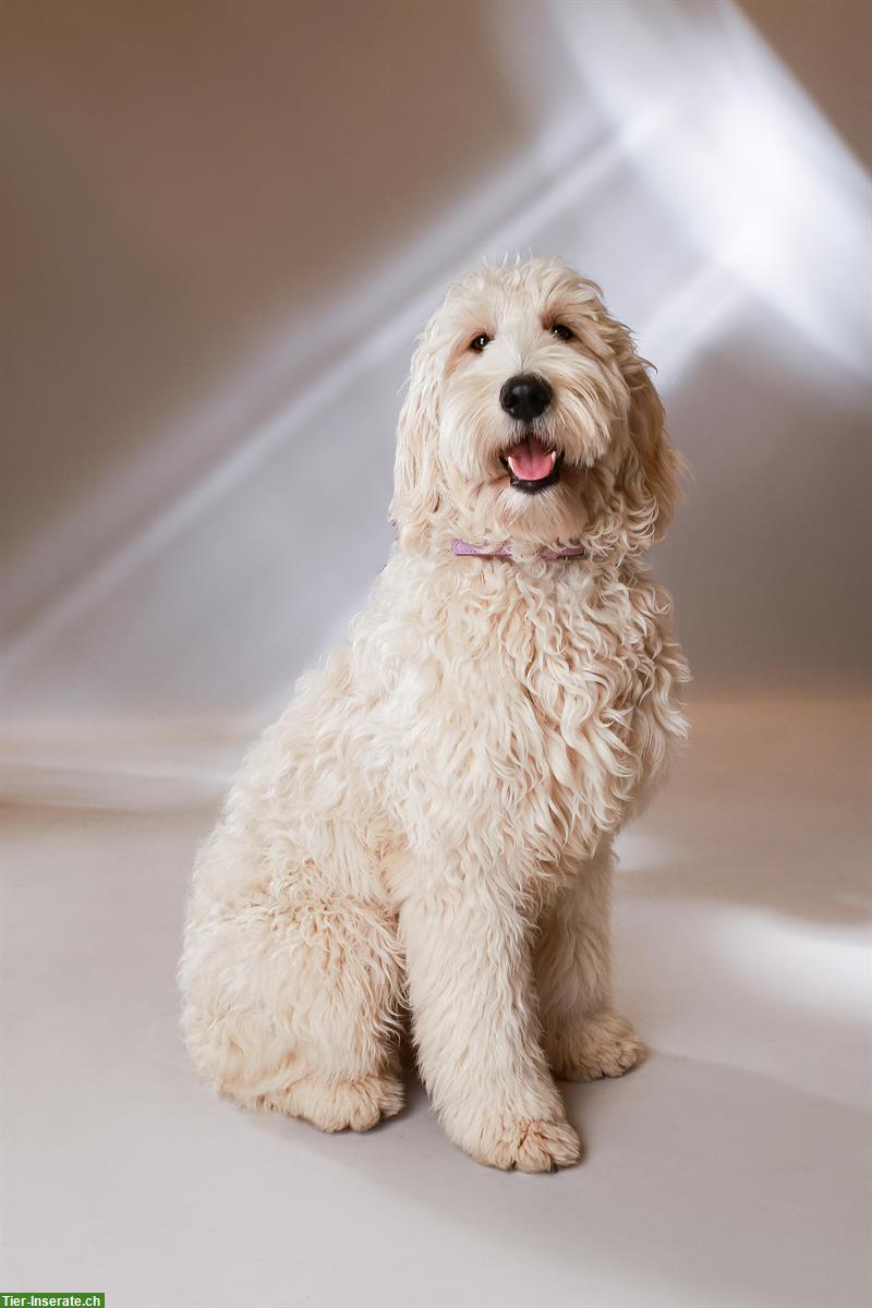 Bild 3: Goldendoodle F1 Standard Hündin, 3-jährig mit Papieren