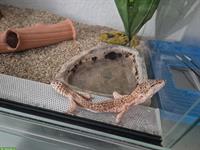 Leopardgecko (20-jährig) gratis abzugeben und Terrarium zu verkaufen