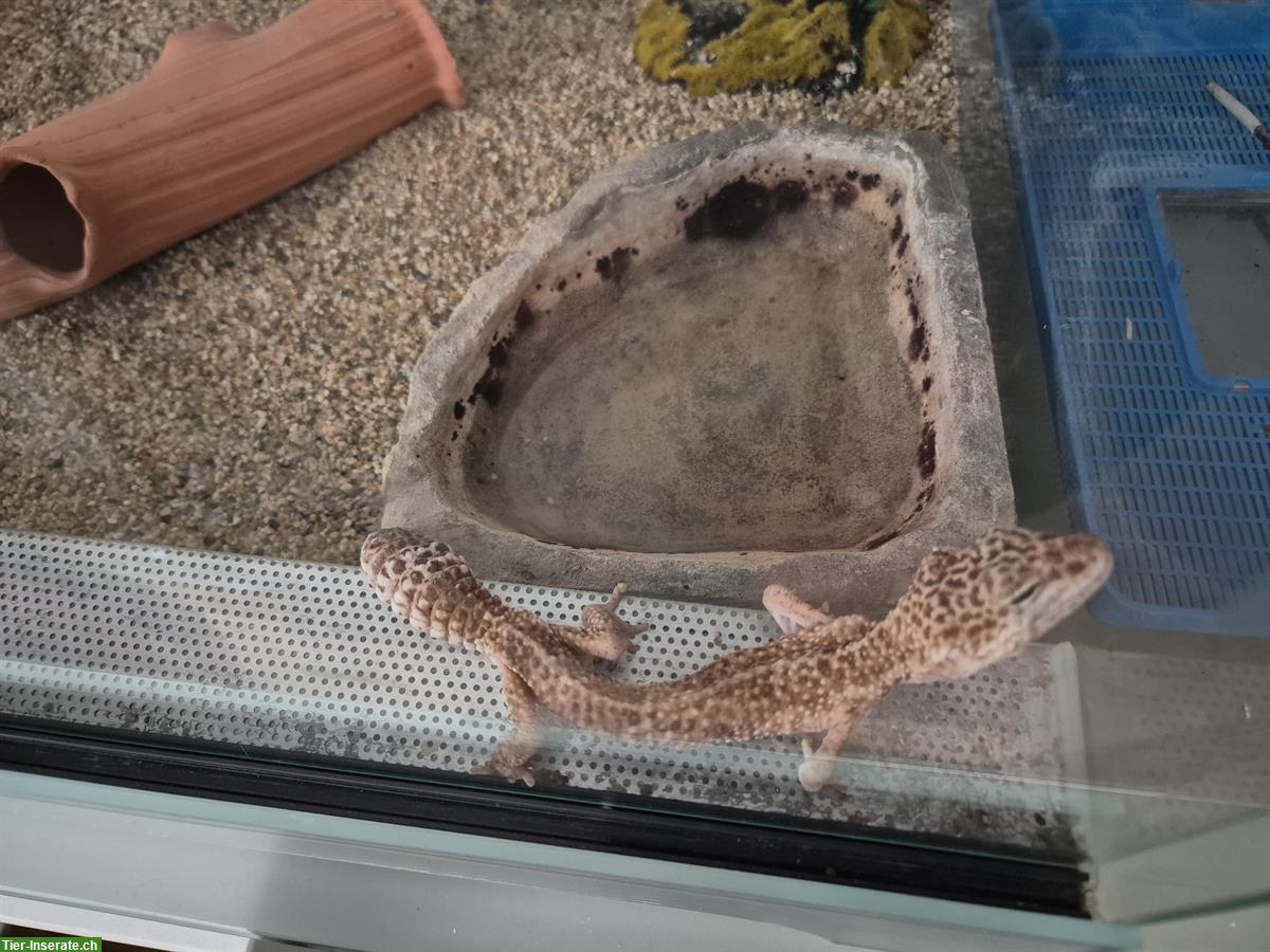 Bild 2: Leopardgecko (20-jährig) gratis abzugeben und Terrarium zu verkaufen