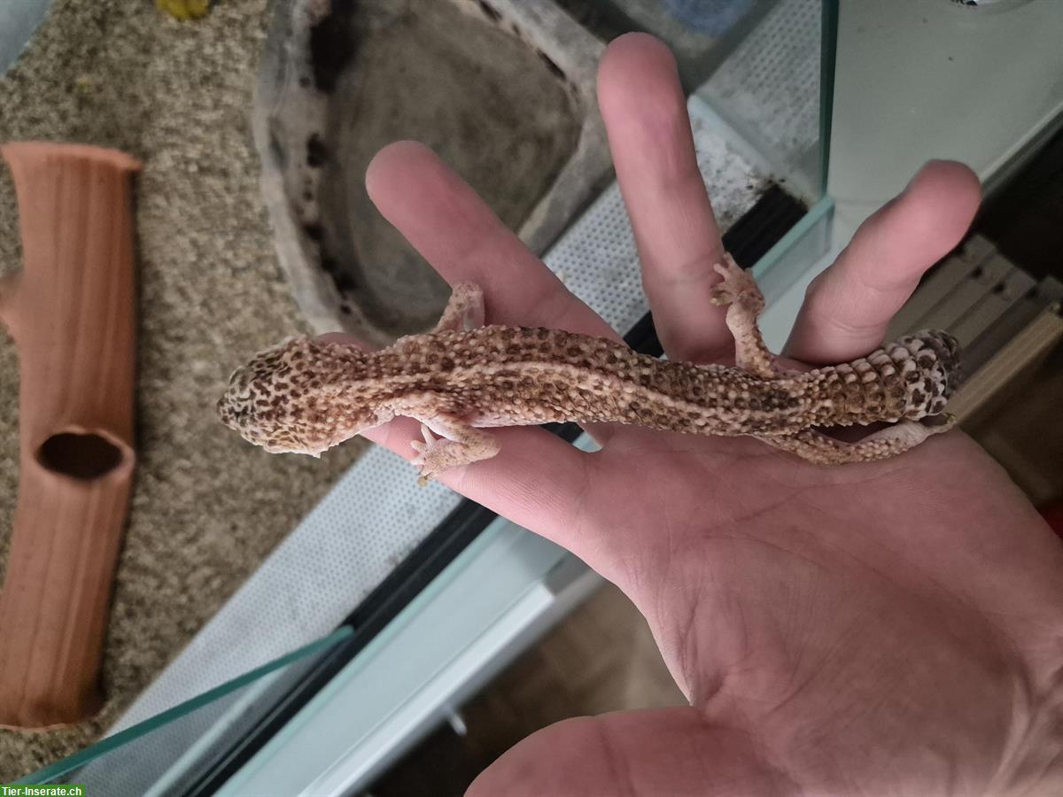 Bild 3: Leopardgecko (20-jährig) gratis abzugeben und Terrarium zu verkaufen