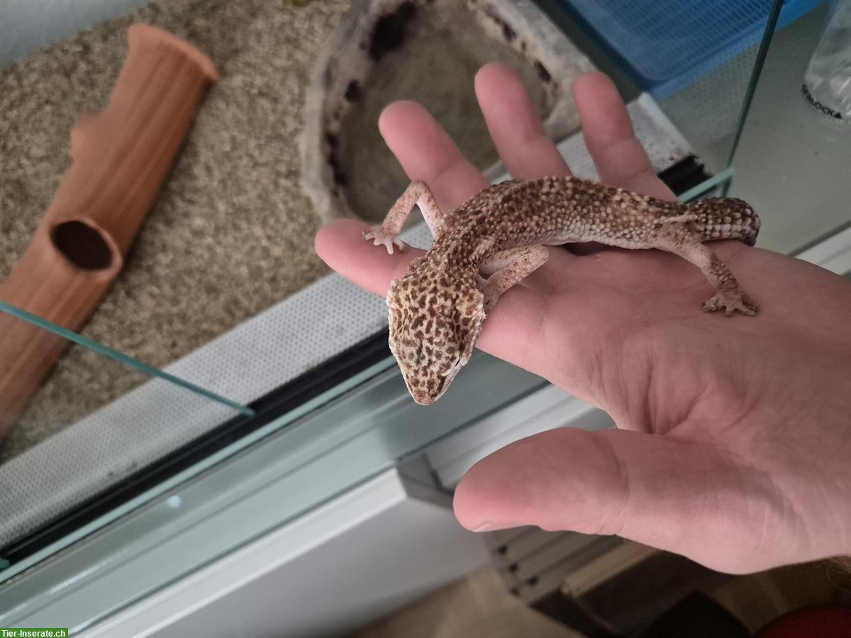 Bild 4: Leopardgecko (20-jährig) gratis abzugeben und Terrarium zu verkaufen