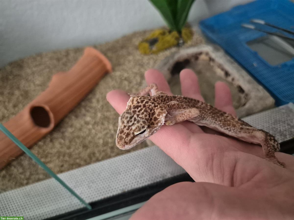 Bild 5: Leopardgecko (20-jährig) gratis abzugeben und Terrarium zu verkaufen