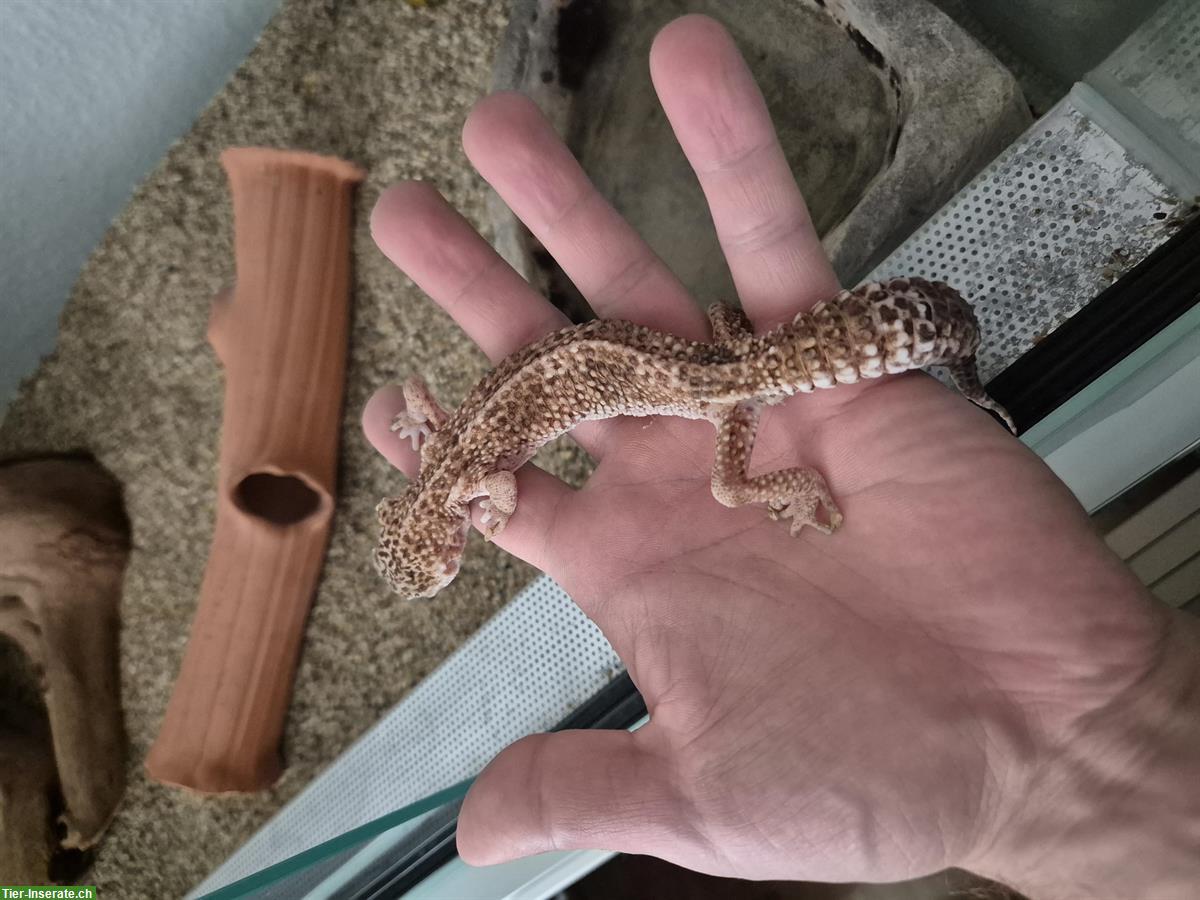 Bild 6: Leopardgecko (20-jährig) gratis abzugeben und Terrarium zu verkaufen