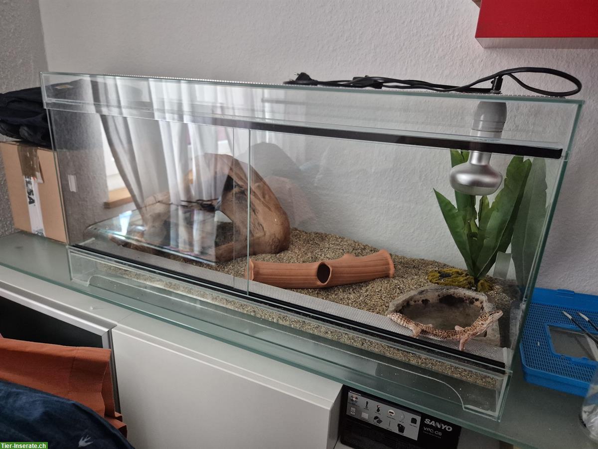 Bild 7: Leopardgecko (20-jährig) gratis abzugeben und Terrarium zu verkaufen