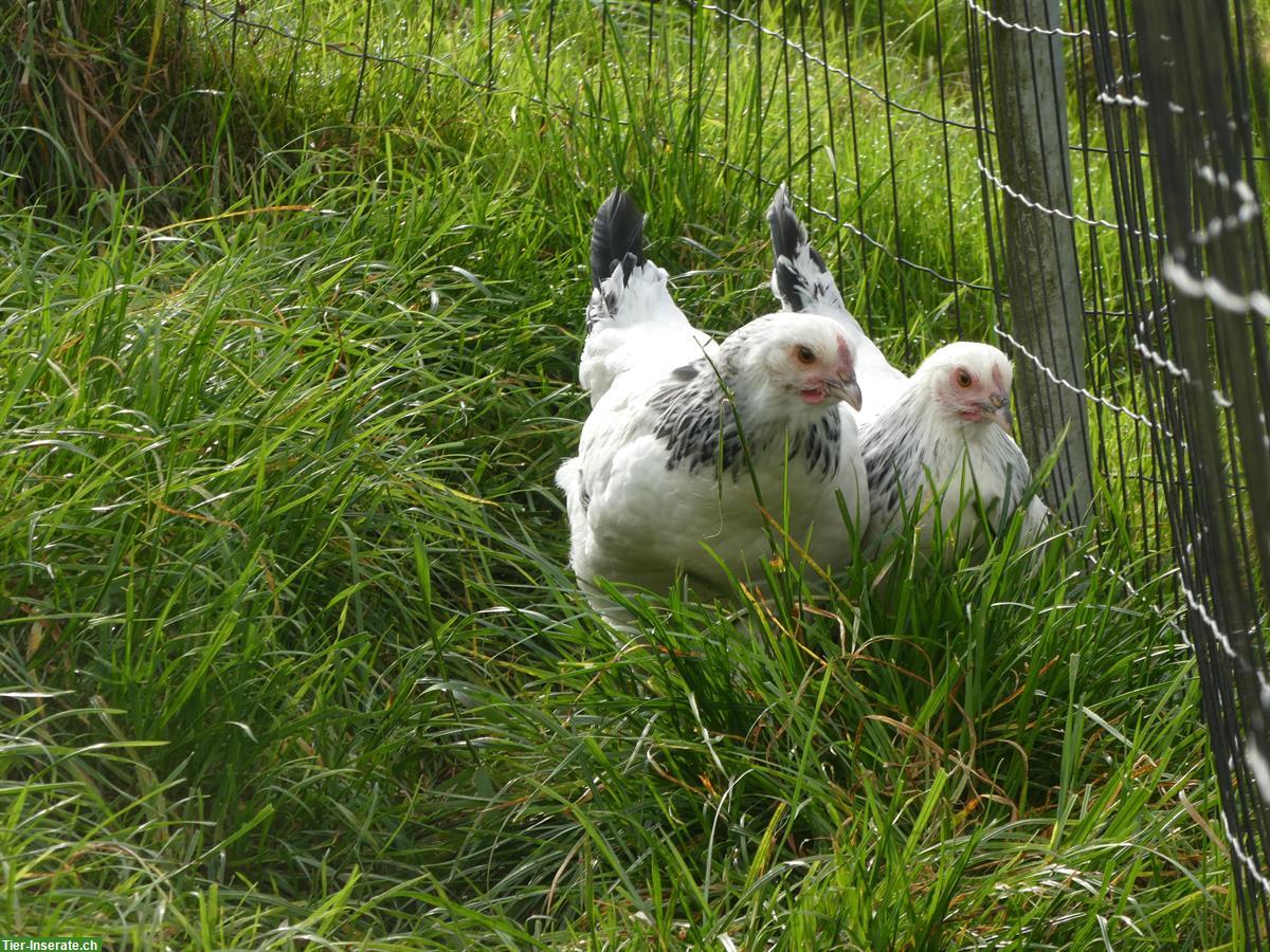 Junghennen Sundheimer zu verkaufen