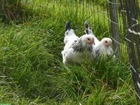 Junghennen Sundheimer zu verkaufen